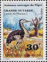 White-bellied Bustard (Eupodotis senegalensis)
