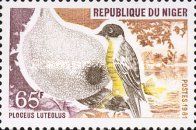 Little Weaver (Ploceus luteolus)