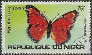 Danaid Eggfly (Hypolimnas misippus)