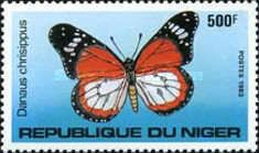 African Monarch (Danaus chrysippus)