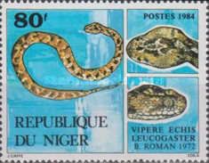 White-bellied Carpet Viper (Echis leucogaster)