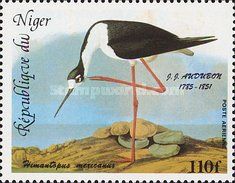 Black-necked Stilt (Himantopus mexicanus)