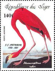 American Flamingo (Phoenicopterus ruber)