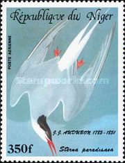 Arctic Tern (Sterna paradisaea)