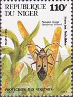 Bedbug (Dysdercus völkeri)