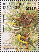 Sudan Golden Sparrow (Passer luteus)