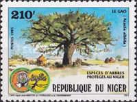 Protected species of trees in Niger - Acacia albida