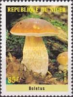 Mushrooms - Boletus