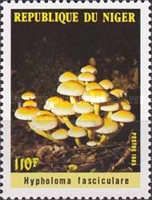 Mushrooms - Hypholoma fasciculare