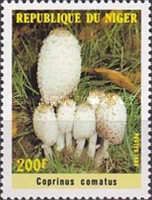 Fungi - Coprinus comatus