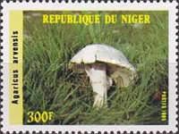 Mushrooms - Agaricus arvensis
