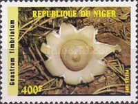 Mushrooms - Geastrum fimbriatum