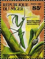 Praying Mantis (Sphodromantis sp.)