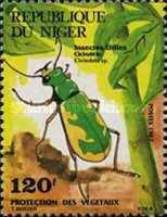 Tiger Beetle (Cicindela sp.)