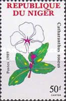 Catharanthus roseus