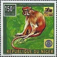 Common Paras Monkey (Erythrocebus patas)