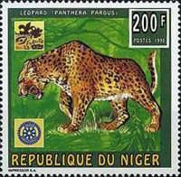 Panthera pardus.