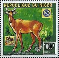 Alcelaphus buselaphus.