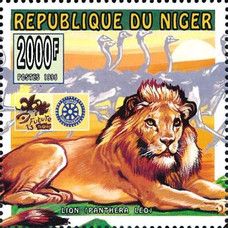 Panthera leo