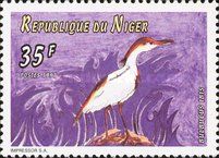 Western Cattle Egret (Bubulcus ibis)