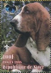 Basset Hound (Canis lupus familiaris)