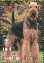 Airedale Terrier (Canis lupus familiaris)
