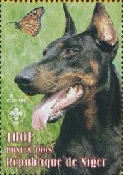 English Toy Terrier (Canis lupus familiaris)
