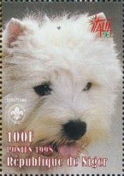 West Highland White Terrier (Canis lupus familiaris)