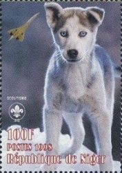 Siberian Husky (Canis lupus familiaris) Puppy