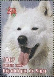 Samoyed Dog (Canis lupus familiaris)