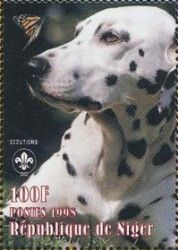 Dalmatian Dog (Canis lupus familiaris)