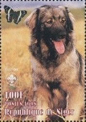 Leonberger (Canis lupus familiaris)
