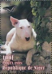 Bullterrier (Canis lupus familiaris)