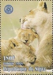 Lion (Panthera leo)