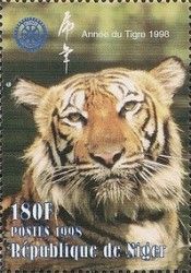 Tiger (Panthera tigris) Inscribed "Year of the Tiger"