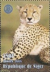 Cheetah (Acinonyx jubatus)