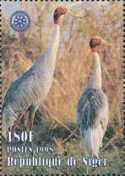 Sarus Crane (Grus antigone)