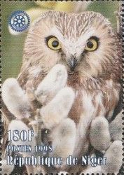 Great Grey Owl