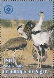 Kori Bustard (Ardeotis kori)