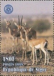 Thomson's Gazelle (Eudorcas thomsonii)