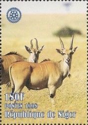 Common Eland (Taurotragus oryx)