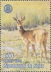 Grey Rhebok (Pelea capreolus)