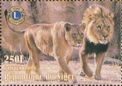 Lion (Panthera leo)