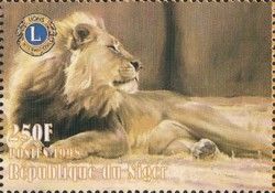 Lion (Panthera leo)