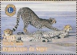 Cheetah (Acinonyx jubatus)