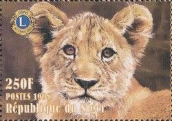 Lion (Panthera leo)