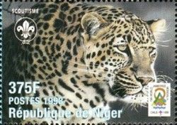 Leopard (Panthera pardus)