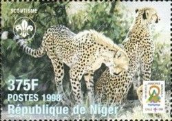 Cheetah (Acinonyx jubatus)