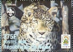 Leopard (Panthera pardus)