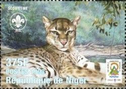 Ocelot (Leopardus pardalis)